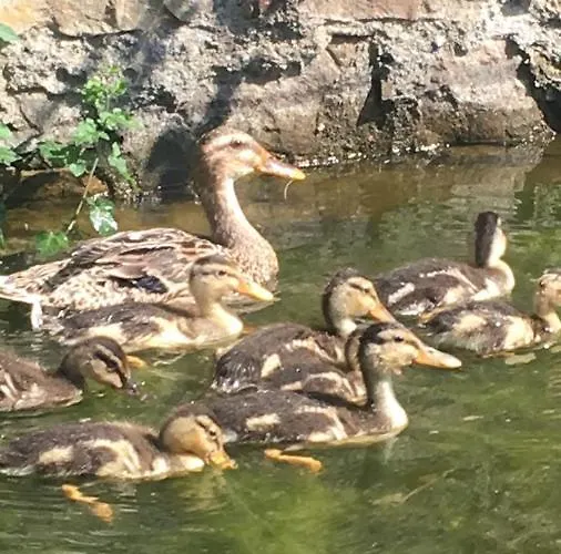 Guest house D'hotes La Ferte
